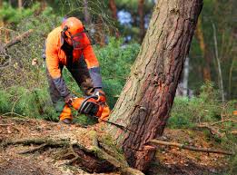 Best Storm Damage Tree Cleanup  in Sahuarita, AZ