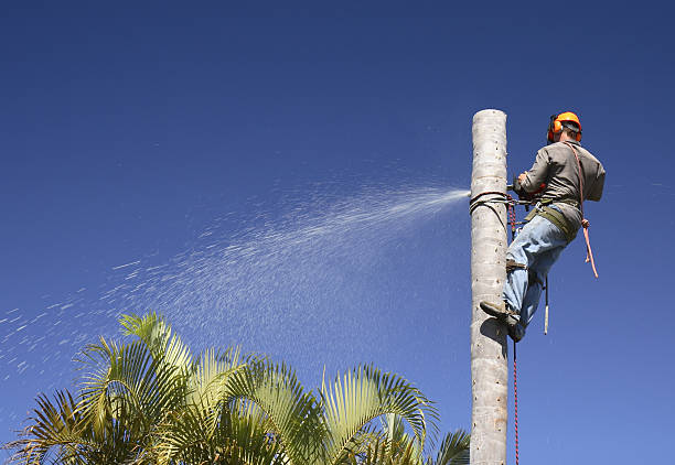 Best Tree Preservation Services  in Sahuarita, AZ