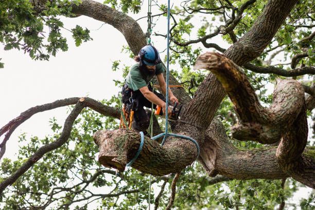 Best Tree Maintenance Programs  in Sahuarita, AZ