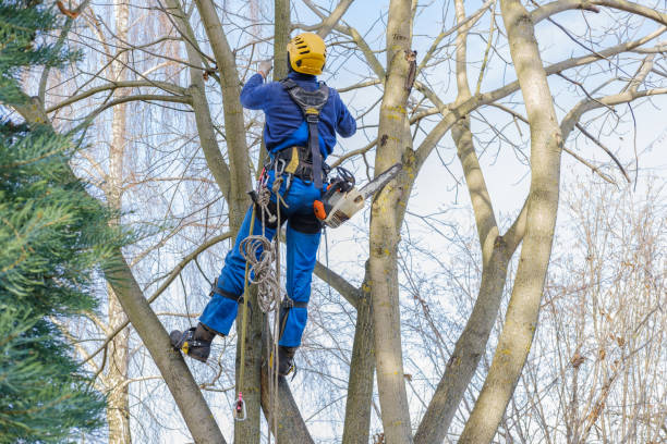 Sahuarita, AZ Tree Removal Services Company