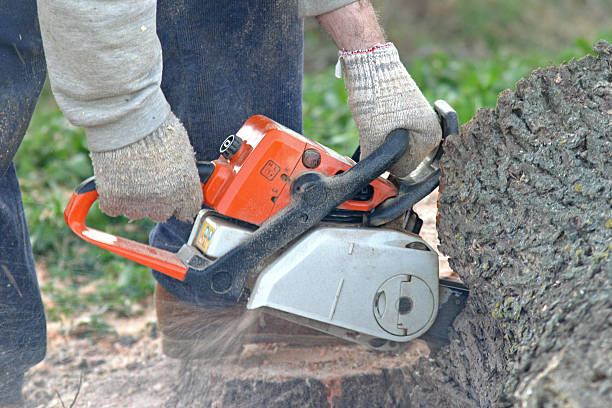 Best Seasonal Cleanup (Spring/Fall)  in Sahuarita, AZ