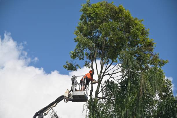 How Our Tree Care Process Works  in  Sahuarita, AZ