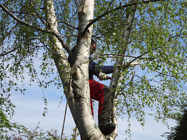 Best Hazardous Tree Removal  in Sahuarita, AZ