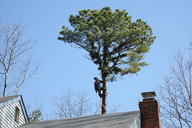 Best Arborist Consultation Services  in Sahuarita, AZ