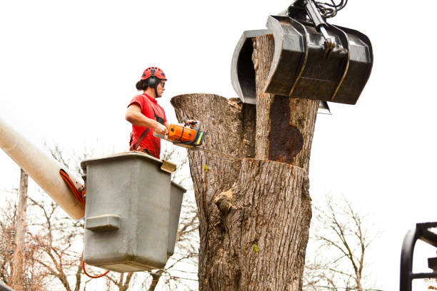 Best Stump Grinding and Removal  in Sahuarita, AZ